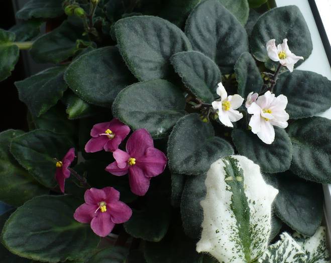 P1130382 - Saintpaulia - violete de camera