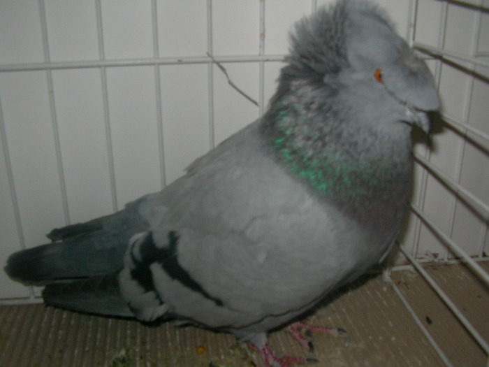 SANY0173 - poze expo 2009