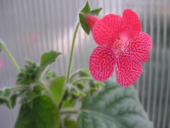 Kohleria Sunshine aa (3) - kohleria