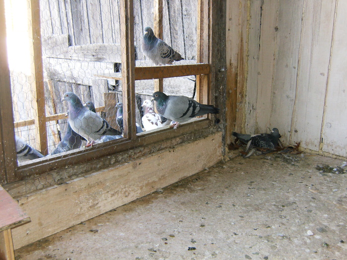 HPIM3056 - porumbei 2009