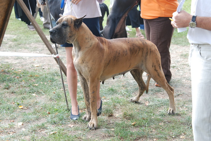 DSC_0168 - Concurs international de frumustete canina 2009 TgMures