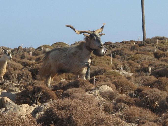 545 - 01 10 07 vers Zakros vallée des morts - creta