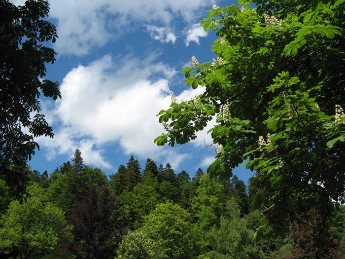 041 - 31 mai 2009 Peles