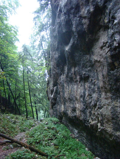 DSC04047 - Piatra Craiului August 2009 Valea Crapaturii