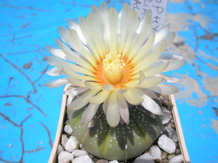 Astrophytum asterias - 31.05