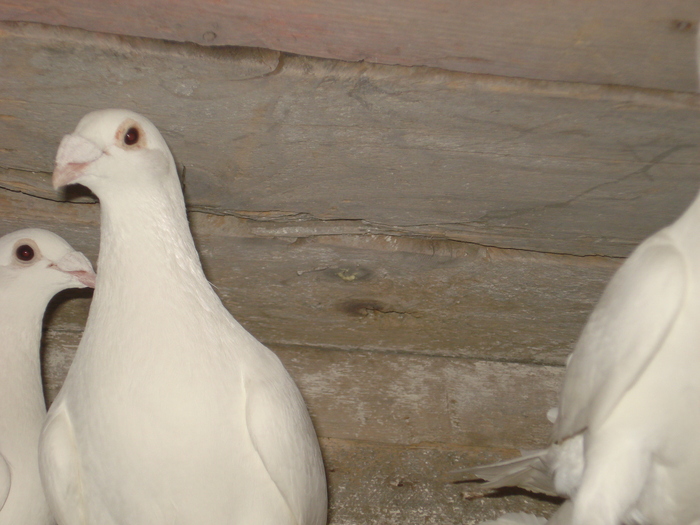 DSC03434 - 2 Voiajori albi de frumusete