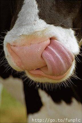 9 - funny animals