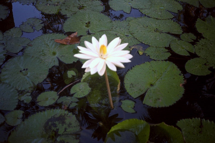 LOTUS2