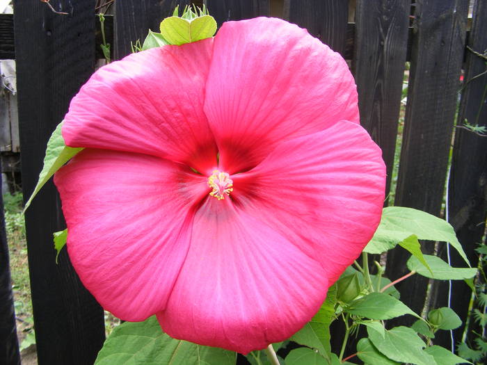 Hibiscus de gradina - flori si animale 2009