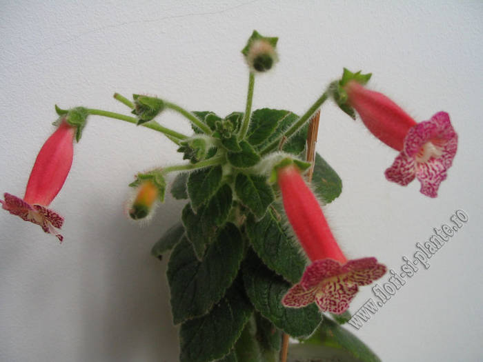 Kohleria Hanna Roberts 5 - KOHLERIA I
