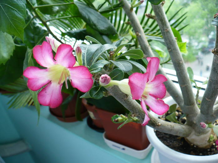 P1120368 - ADENIUM OBESUM