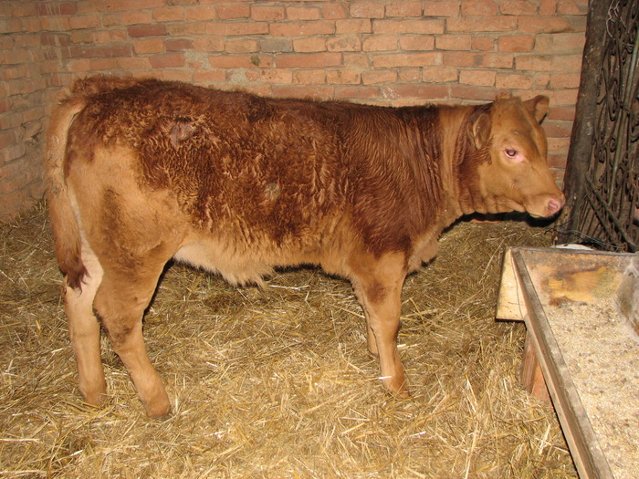 Lica, LIMxBR,la fotograf - Vaci de carne - tineret femel