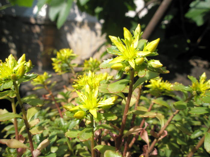 Sedum lancerottense - flori - Plante de exterior din vara 2009