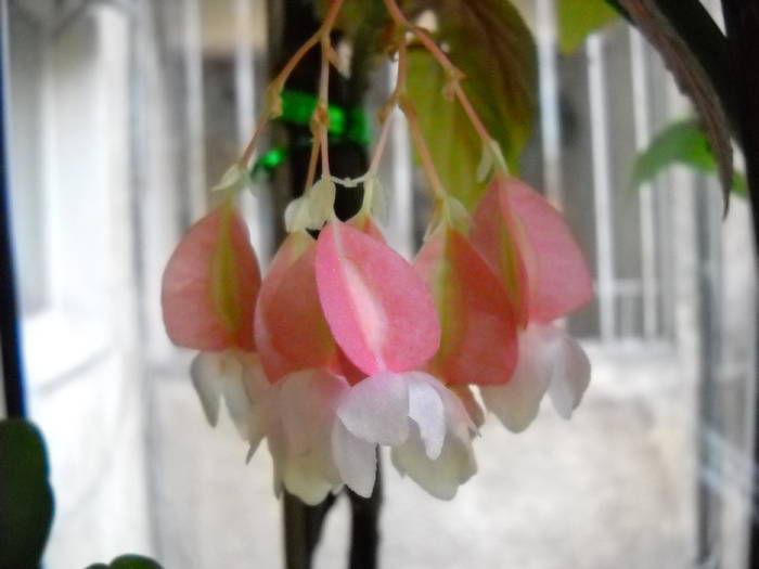 Begonia lucernae - Flori frumoase - flori