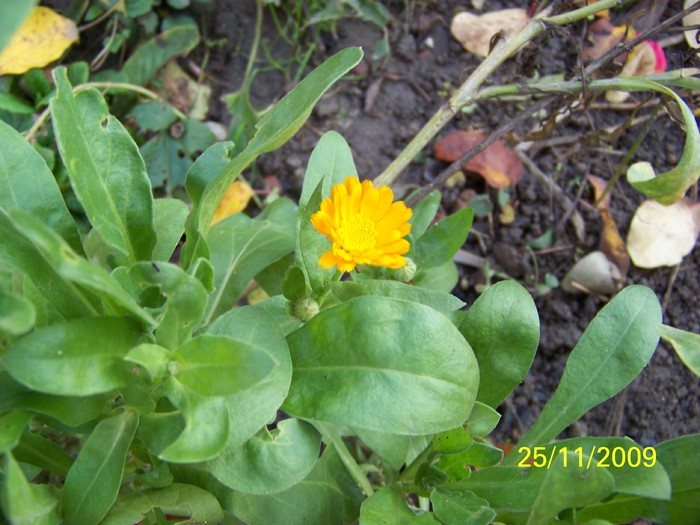 100_5403 - Toamna in curte  Timisoara