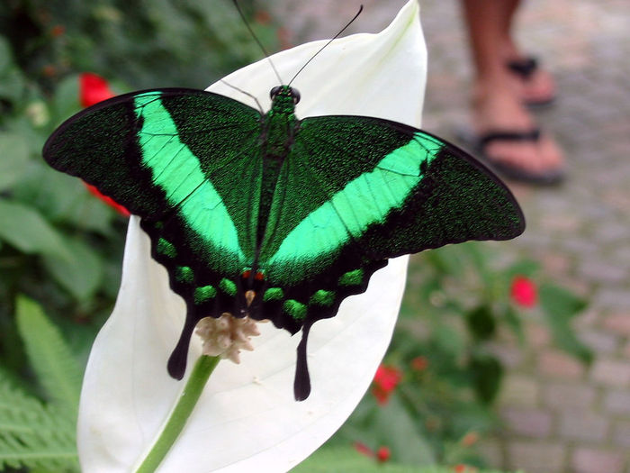 Butterfly-green_black - Butterfly