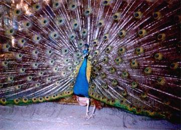 inblum2 - 1-Rase de pauni