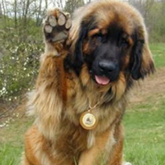 leonberger-001
