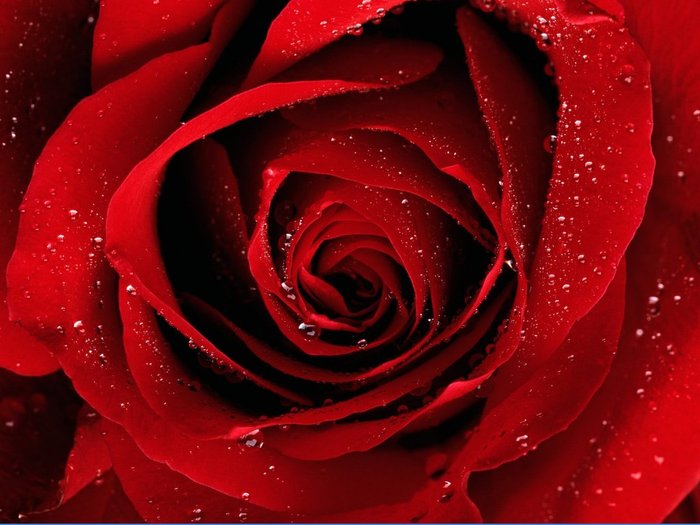 A Red Rose For You - trandafirii