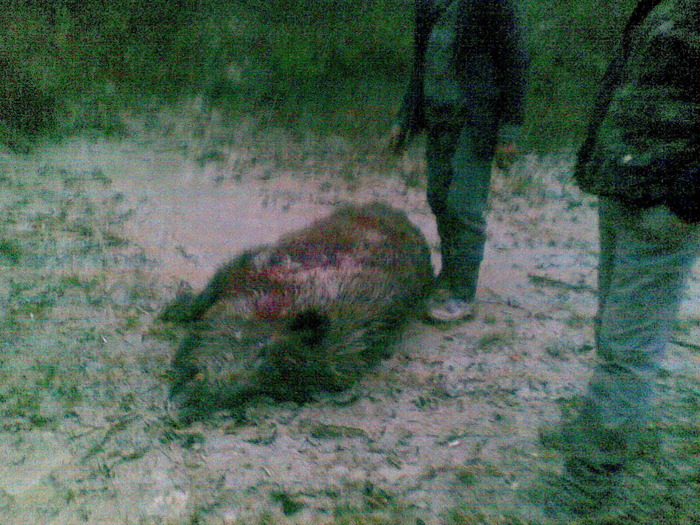 09122009(033) - vanatoare padure