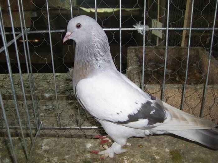 Takla - octavian - Porumbei rase straine