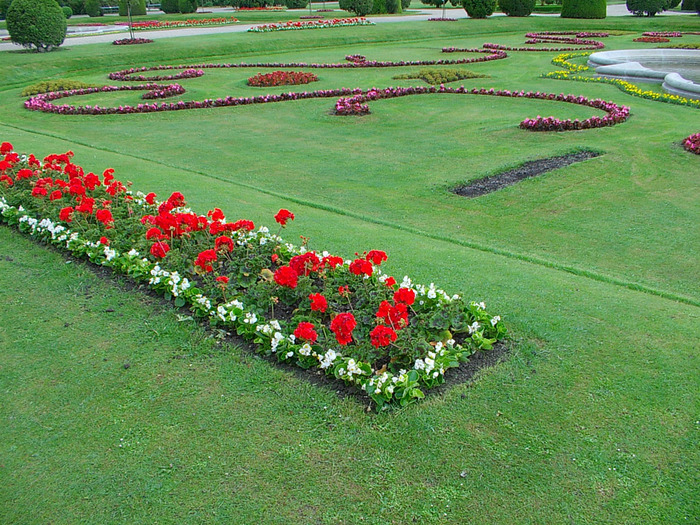 schonbrunn_flori - Poze cu flori