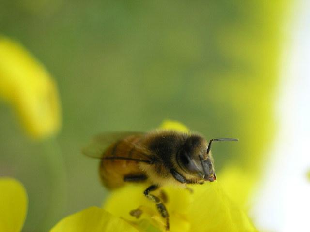 703 - Albine si pentru albine
