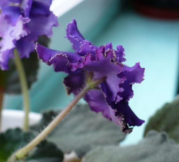 P1080742 - Saintpaulia - violete de camera