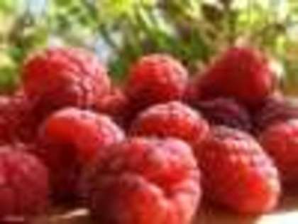 zmeura rosie - poze fructe