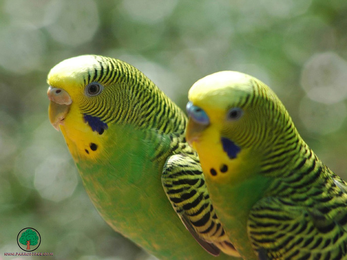 Wallpapers - Parrots - 21 - PAPAGALI