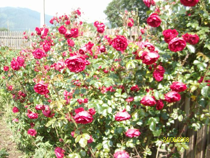 trandafir19 - TRANDAFIRI