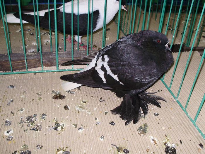 9509 codalb ceh 0 - 1507 partea 4