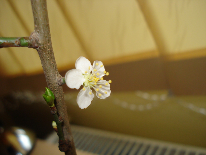 FLOARE DE CORCODUS IN IANUARIE!