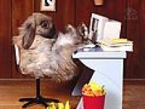 poze_m_iepure_la_munca[1] - ANIMALE