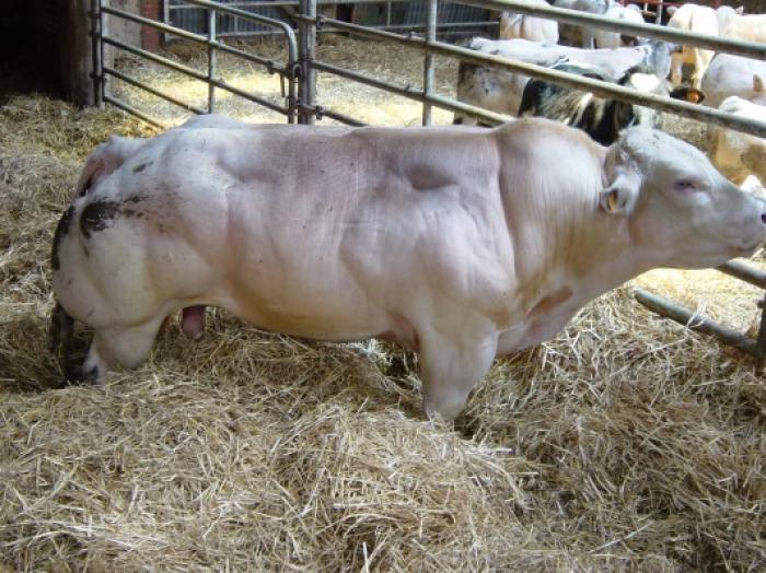 taur -blanc-bleu-belge - Vaci de carne DANYJOJO
