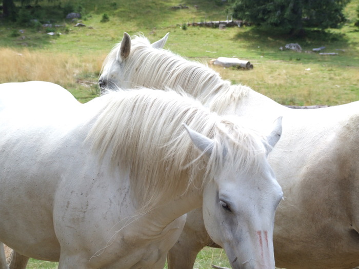  - cai liberi in natura