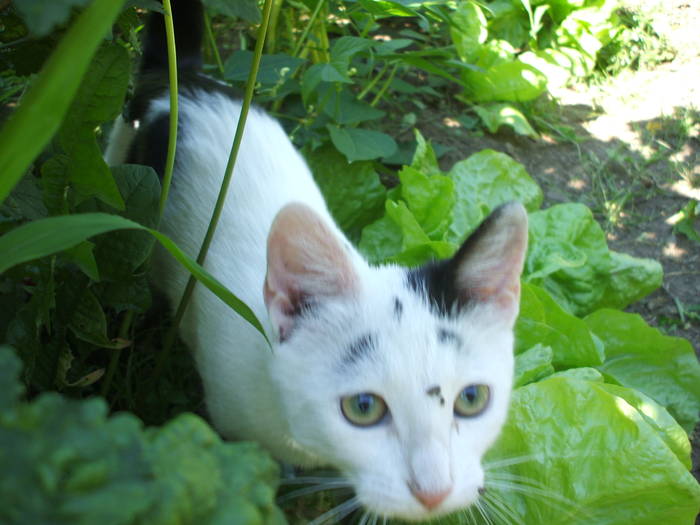 puricel; la panda.....
