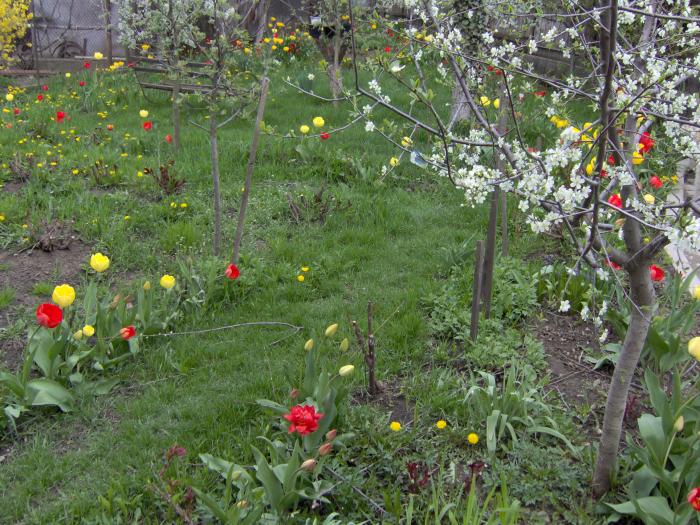 primavara 2008 1 001