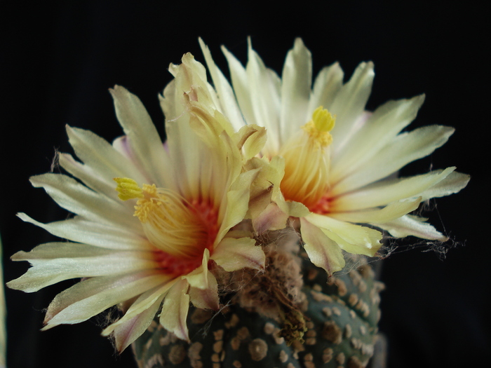 Astrophytum asterias superkabuto