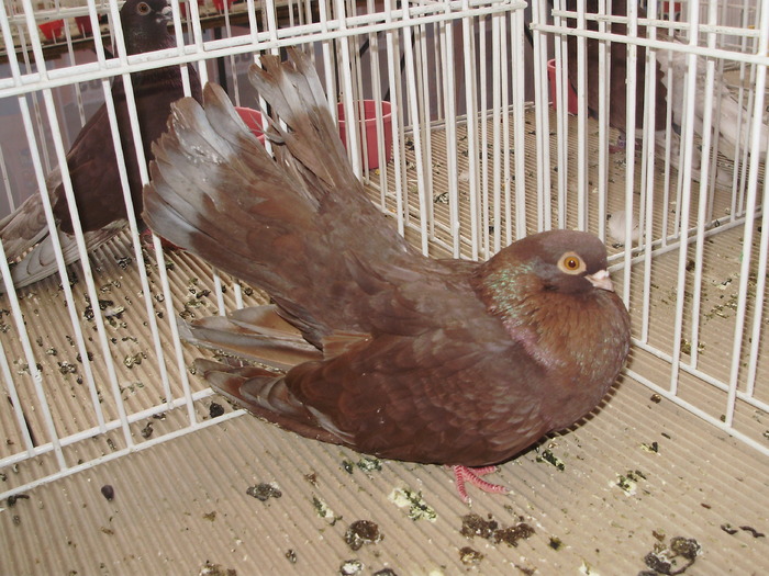 castaniu 7 - 1510 rz