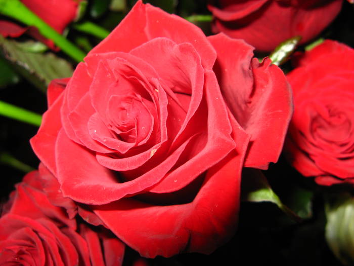 11.05 015 - my roses