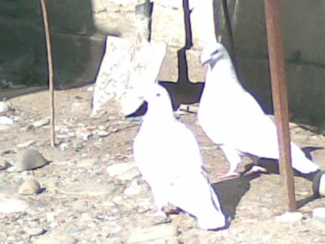 28022009(044) - diferite rase porumbei