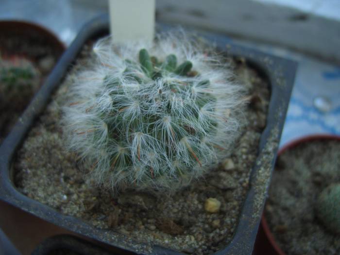 Mam.Bocasana cu puf - Mammillaria