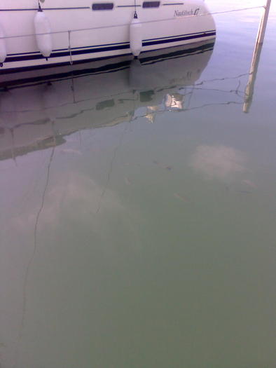 Imagine1252 - ApiMondia