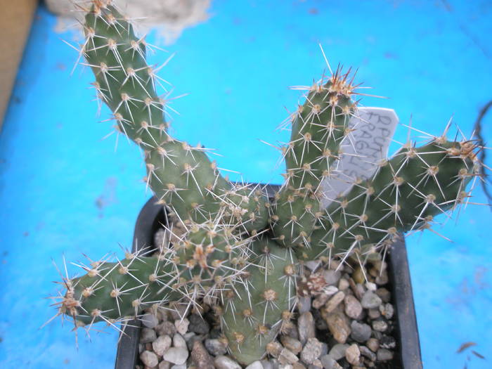 Opuntia fragilis - 30.06