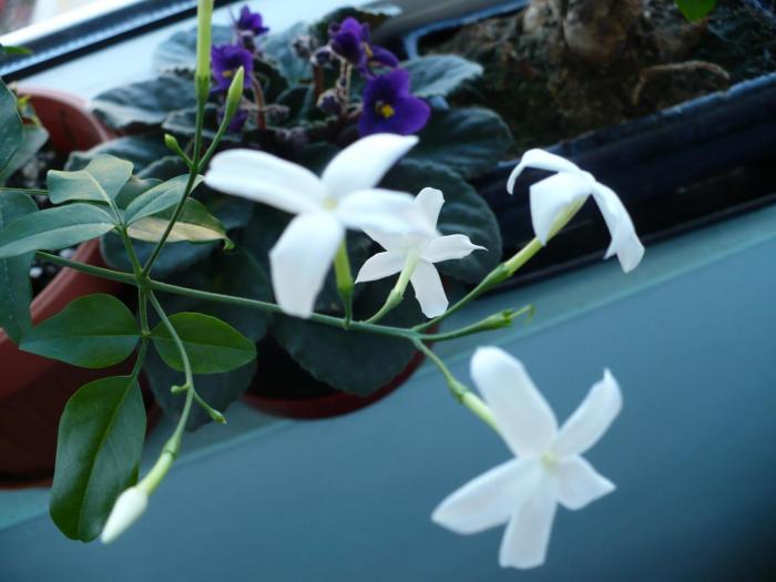 Jasmin (iasomie de camera)