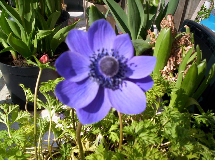 Anemona mov 20 apr 2008 - anemone