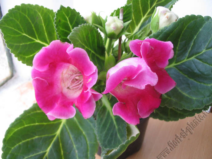 Gloxinia frez 1