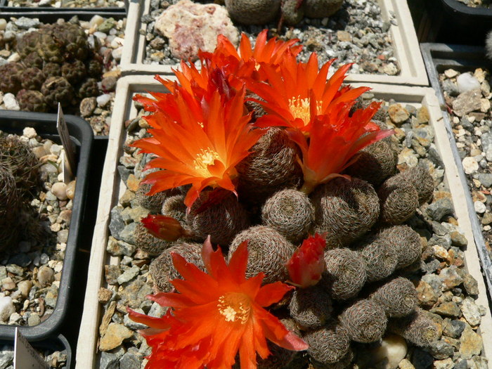 rebutia_heliosa_v.condorensis - genul Rebutia