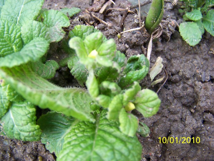 100_8994 - Cer Flori Pasari